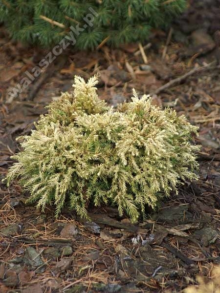 Cryptomeria japonica 'Okina-sugi' / 'Variegata'